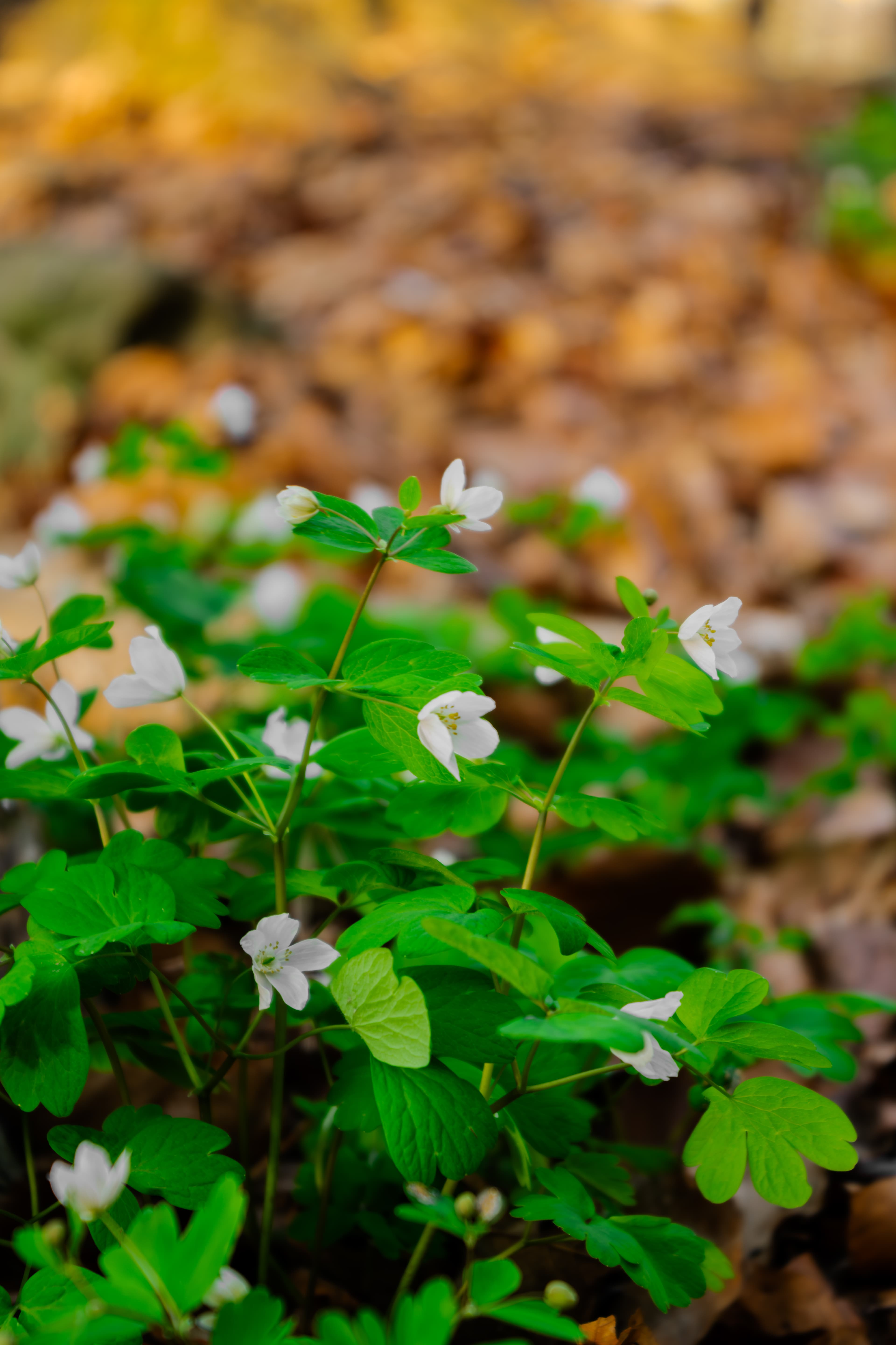 Горско цвете за сравнение преди и след обработка след обработка