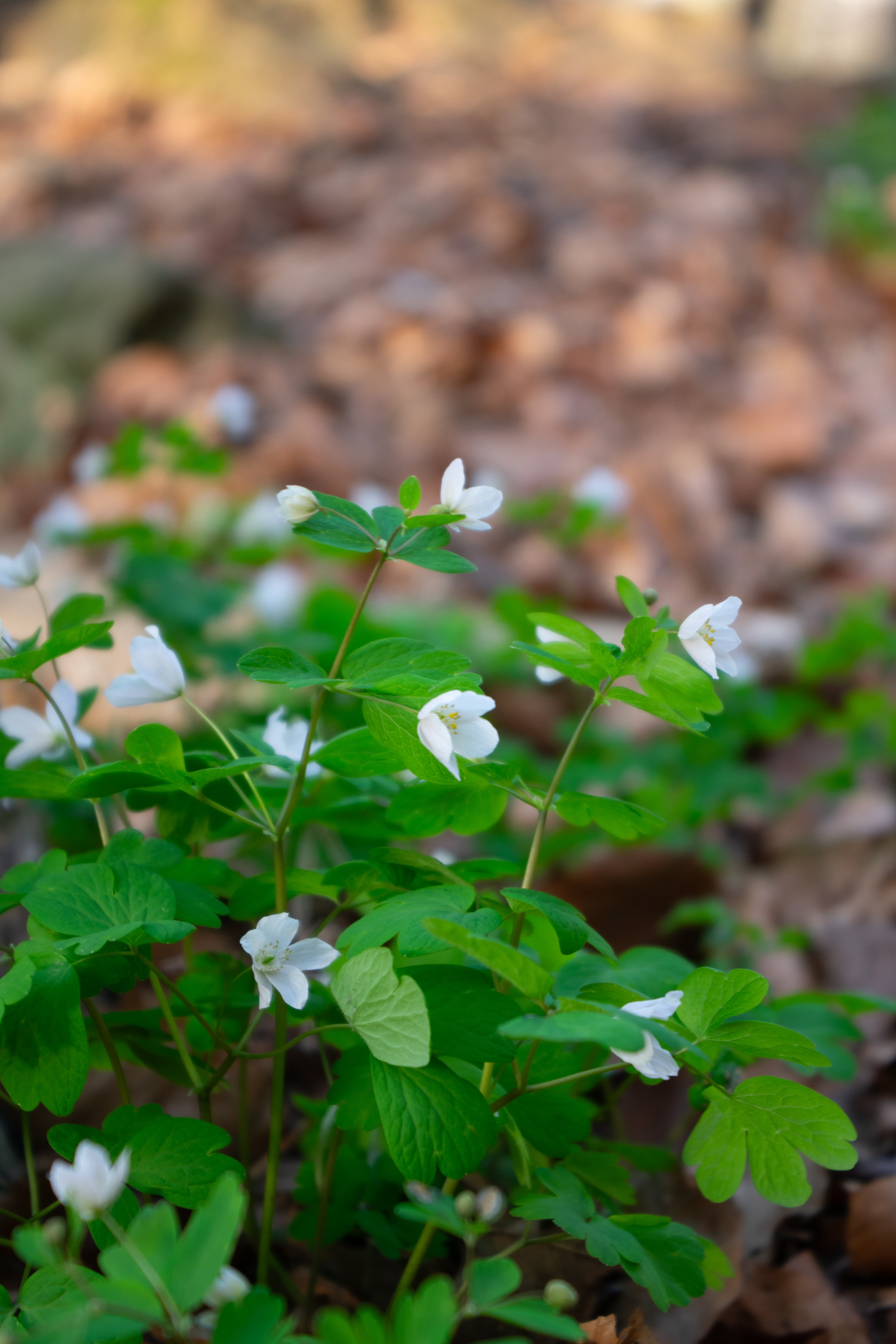 Горско цвете за сравнение преди и след обработка преди обработка